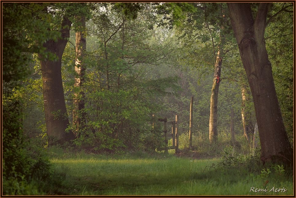 photo "***" tags: landscape, forest, summer