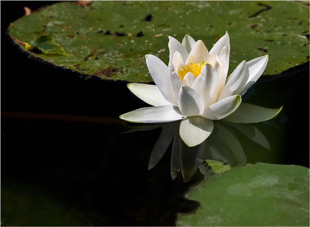 photo "***" tags: nature, flowers