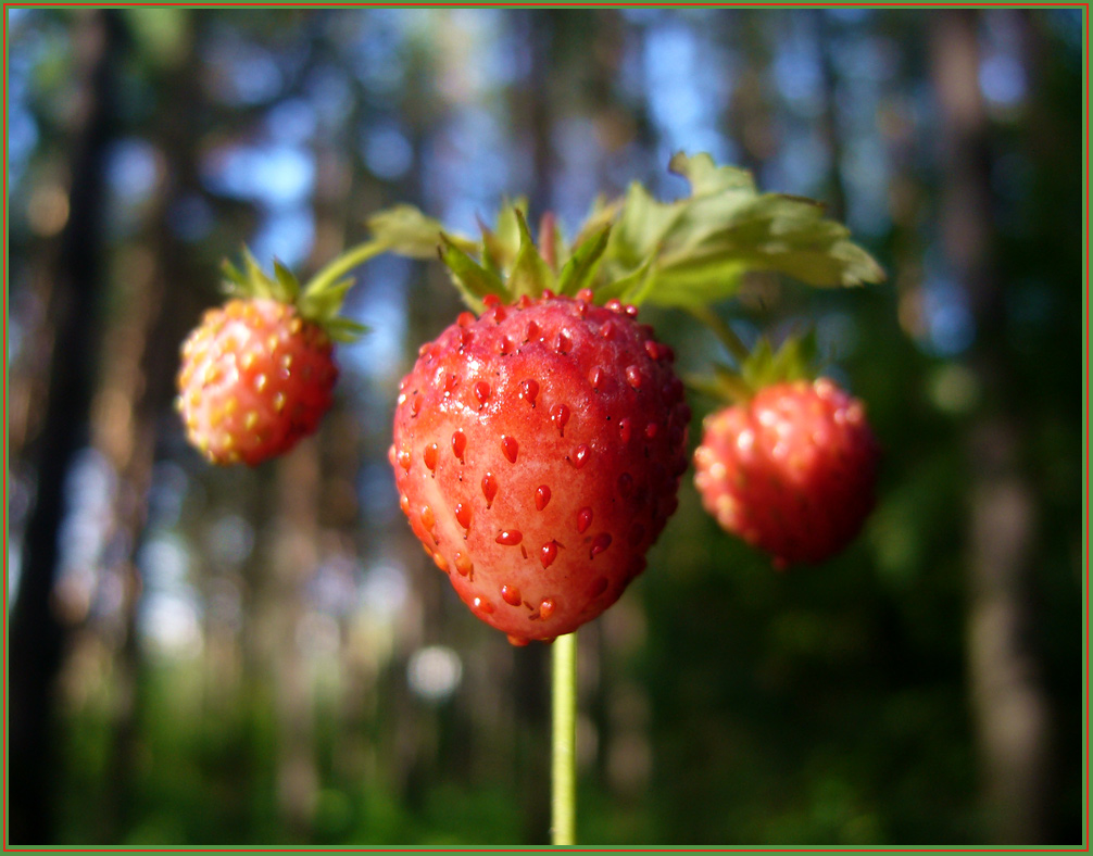 photo "strawberry" tags: nature, macro and close-up, flowers