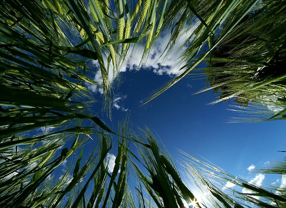 фото "Wheat..." метки: природа, пейзаж, лето, цветы