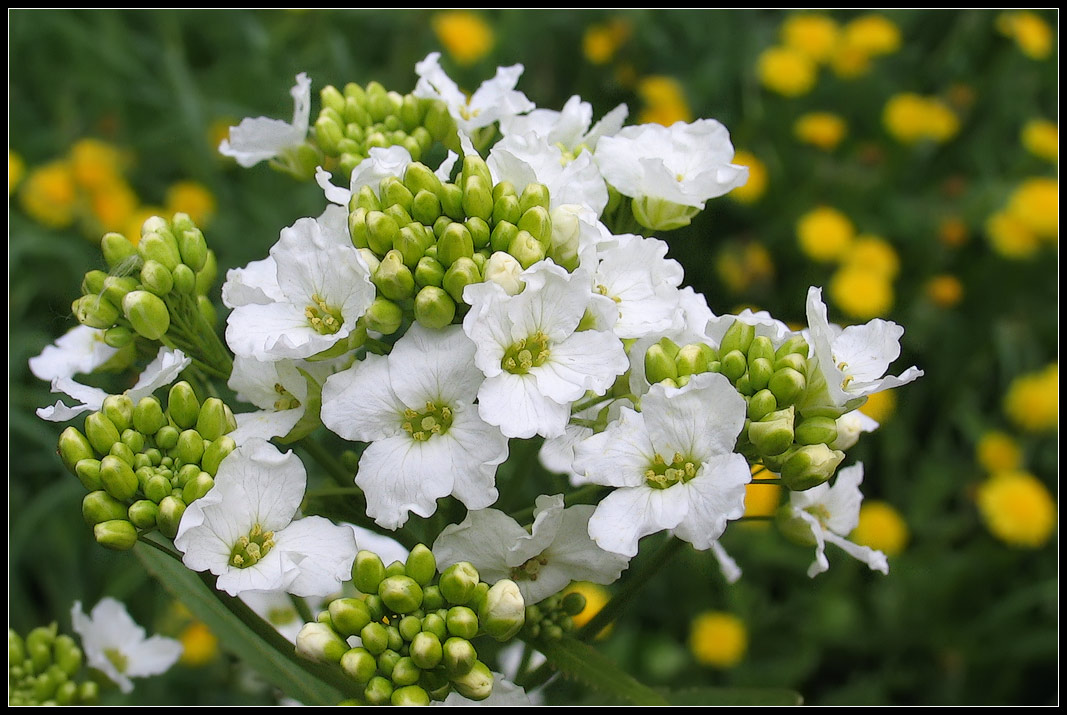 photo "Wildflowers" tags: nature, misc., flowers