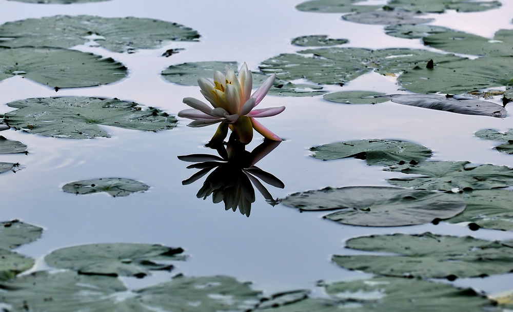 фото "Из жизни лилий 2" метки: природа, цветы