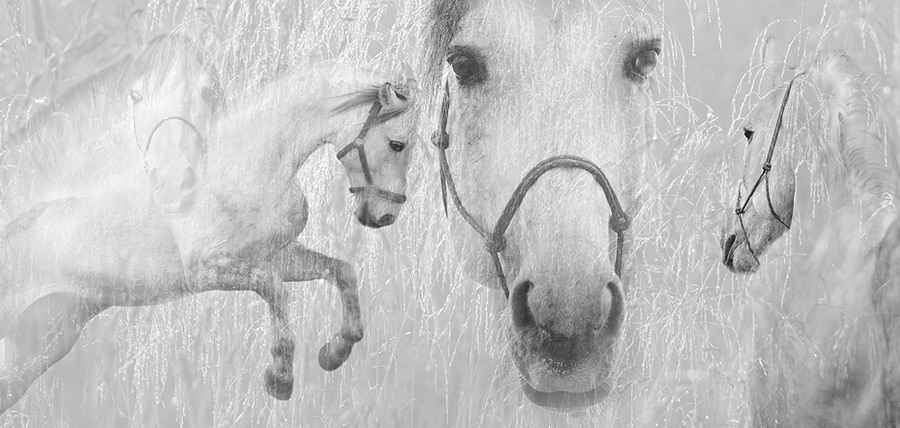 фото "Про серебряную лошадь" метки: фотомонтаж, природа, домашние животные