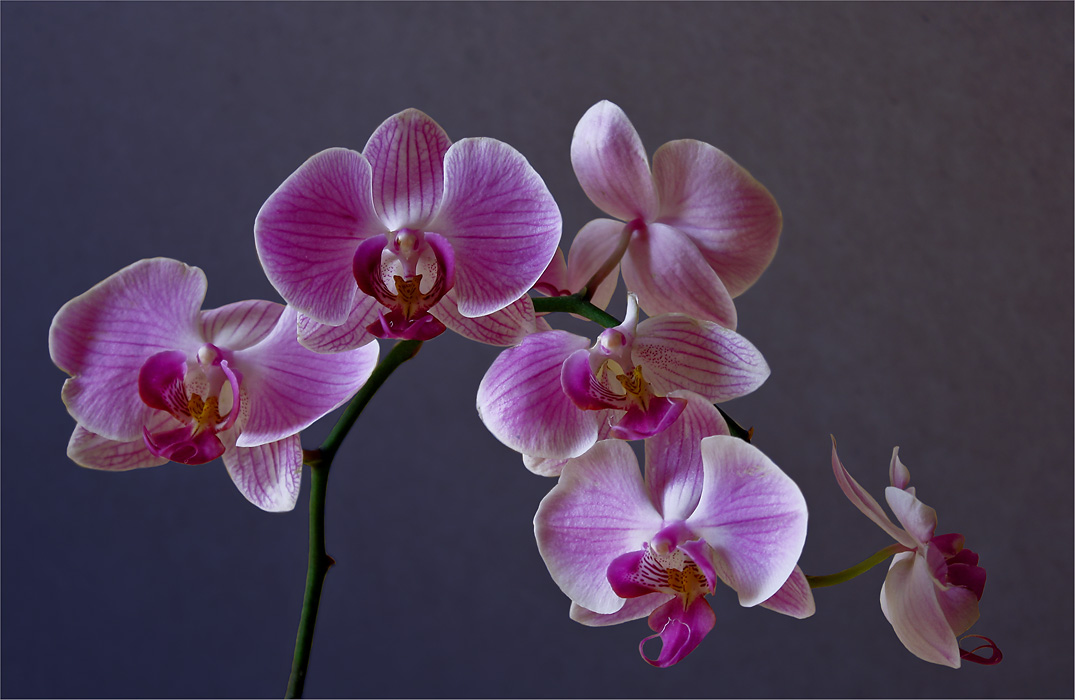 photo "Orchid" tags: nature, flowers