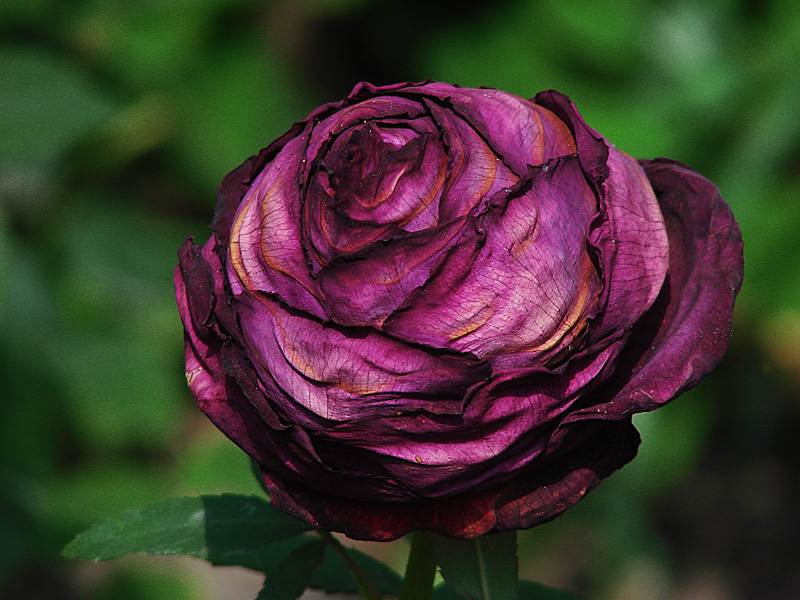 photo "Rose" tags: nature, flowers