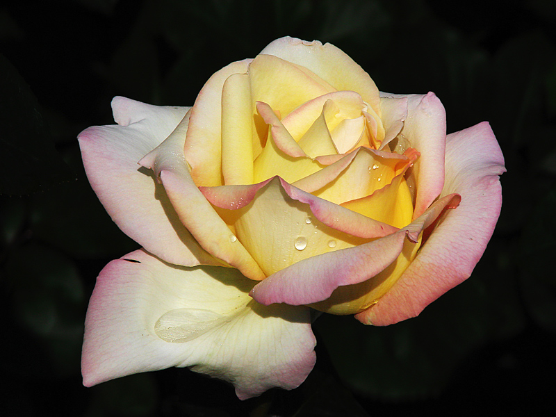 photo "Rose 2" tags: nature, flowers