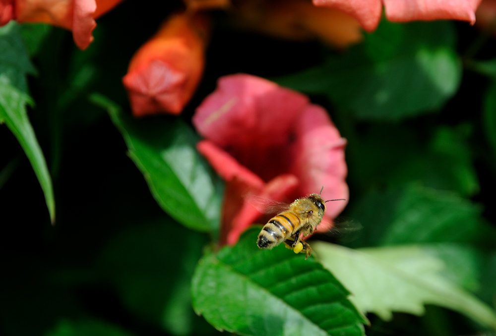 photo "***" tags: nature, insect