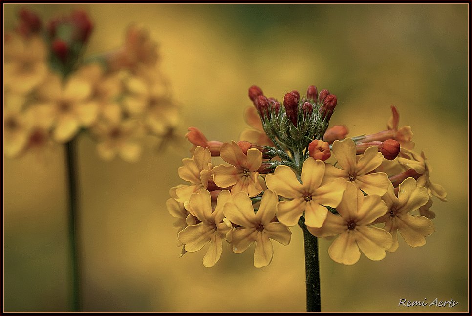 photo "twin" tags: nature, macro and close-up, flowers