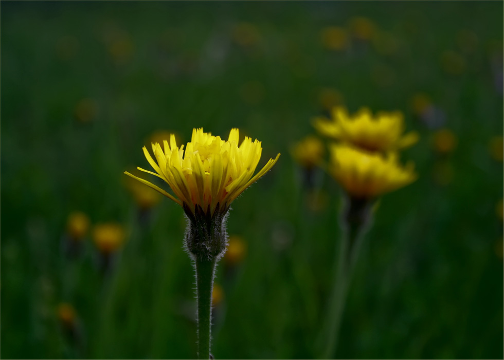 photo "Yellow torches" tags: nature, flowers