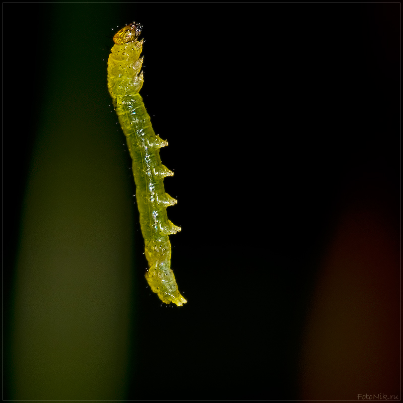 photo "Loneliness" tags: nature, misc., insect