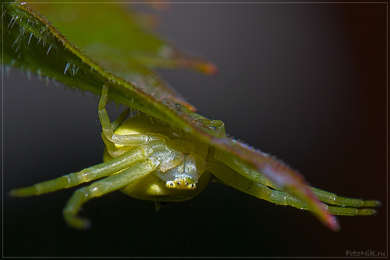 photo "Embracer" tags: nature, misc., insect