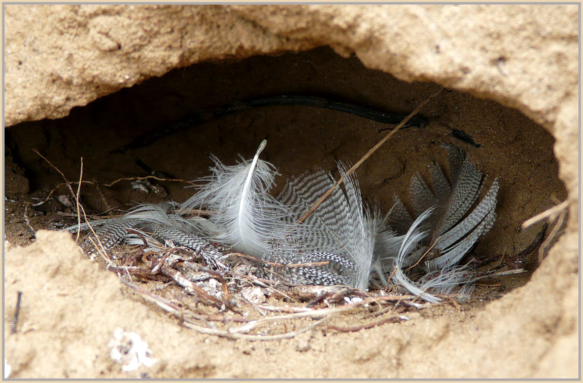 photo "swallow's nest in incision" tags: macro and close-up, nature, 