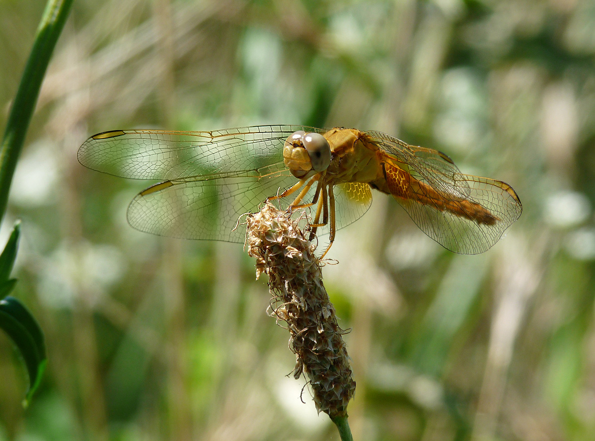 фото "Orthetrum cancellatum" метки: природа, насекомое