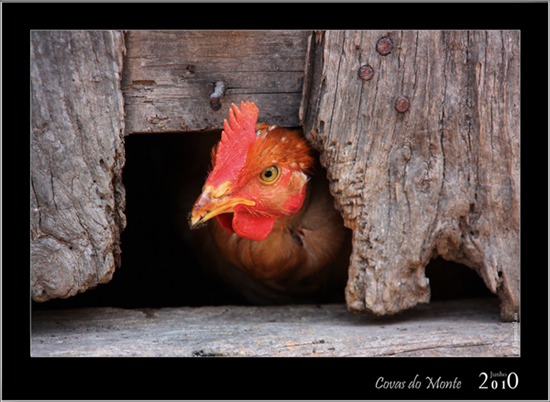 photo "co-co-ro-co" tags: , 