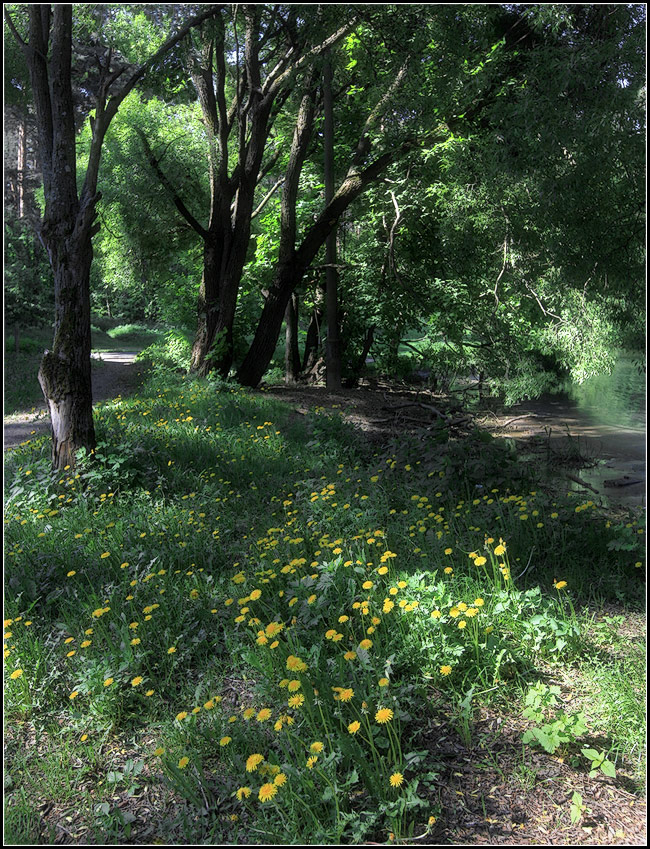 photo "in the shade under the willows" tags: landscape, nature, flowers, summer