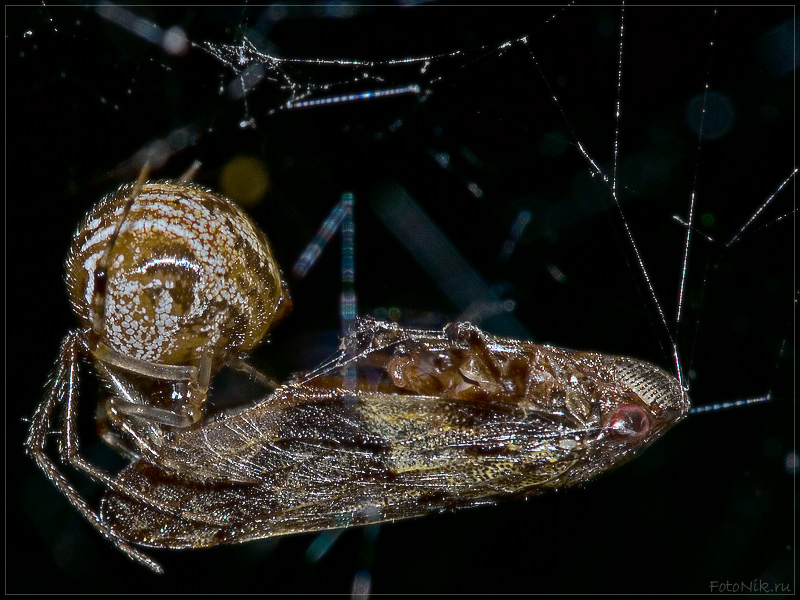 photo "Body fluids exchange" tags: nature, misc., insect