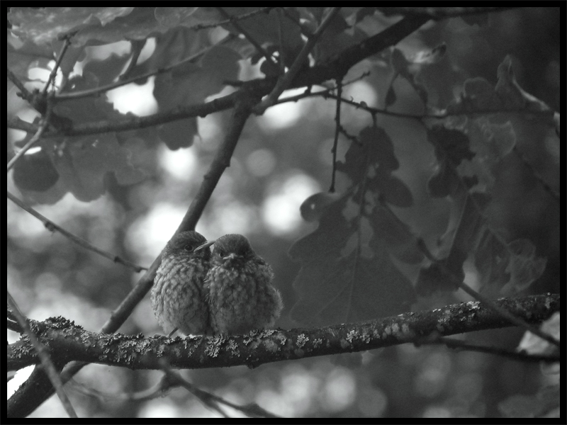 photo "Brothers" tags: nature, black&white, wild animals