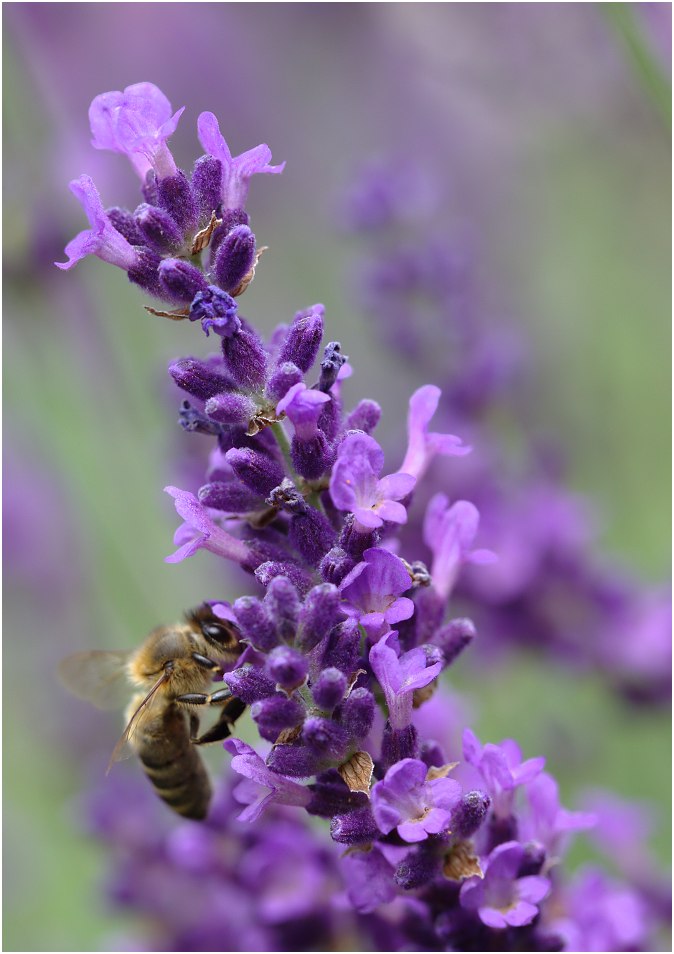 photo "***" tags: nature, macro and close-up, insect