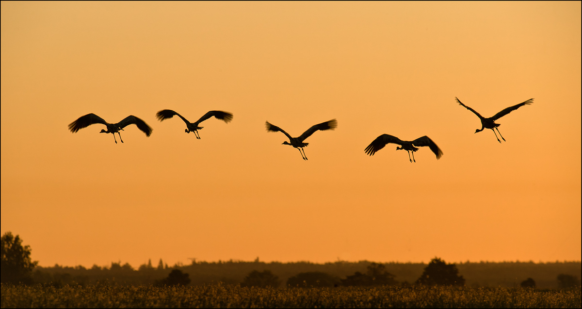 photo "***" tags: nature, wild animals