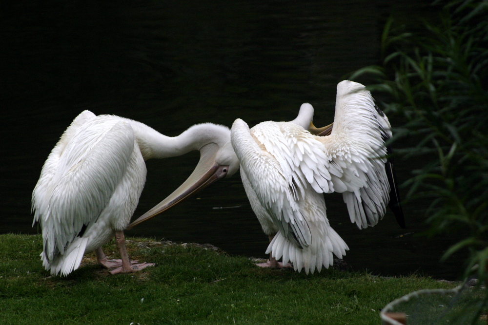 photo "preening pelicans" tags: nature, wild animals