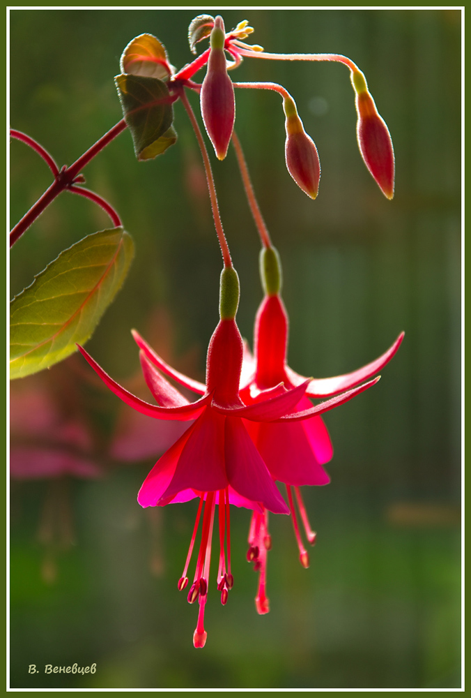 photo "***" tags: nature, flowers