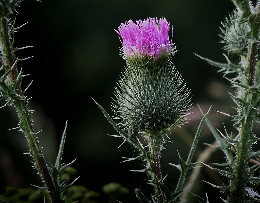 photo "Princess the Prickle" tags: macro and close-up, nature, flowers