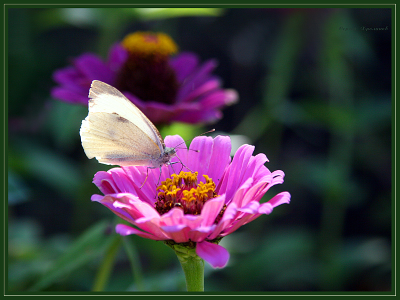 photo "***" tags: macro and close-up, landscape, summer