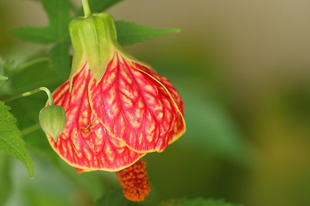 photo "Japanese lantern" tags: nature, macro and close-up, flowers