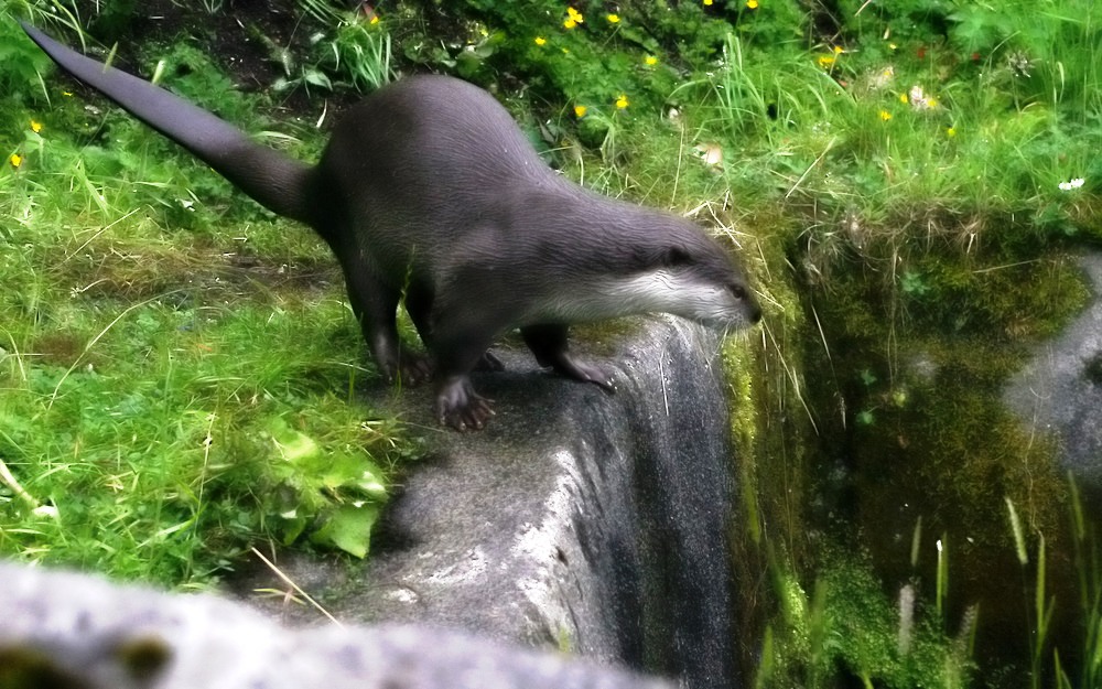 photo "elusive otter" tags: nature, wild animals