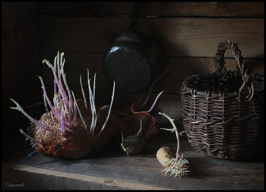 photo "Package sprouted potatoes" tags: still life, 