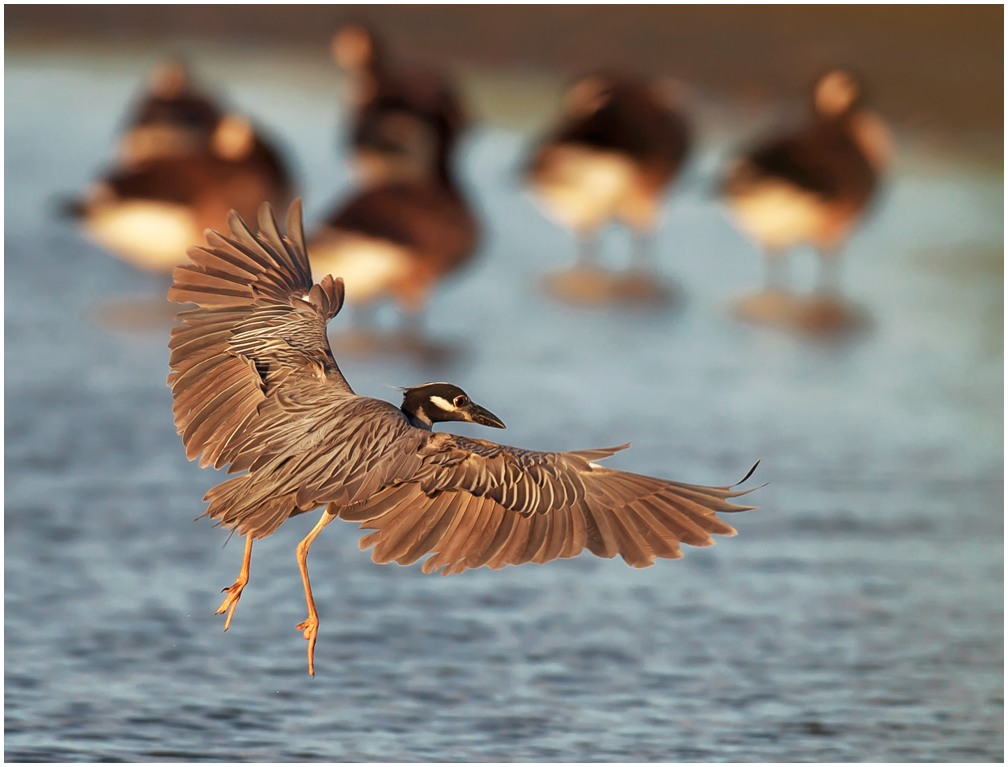 photo "Blue Heron at Sunset" tags: , 