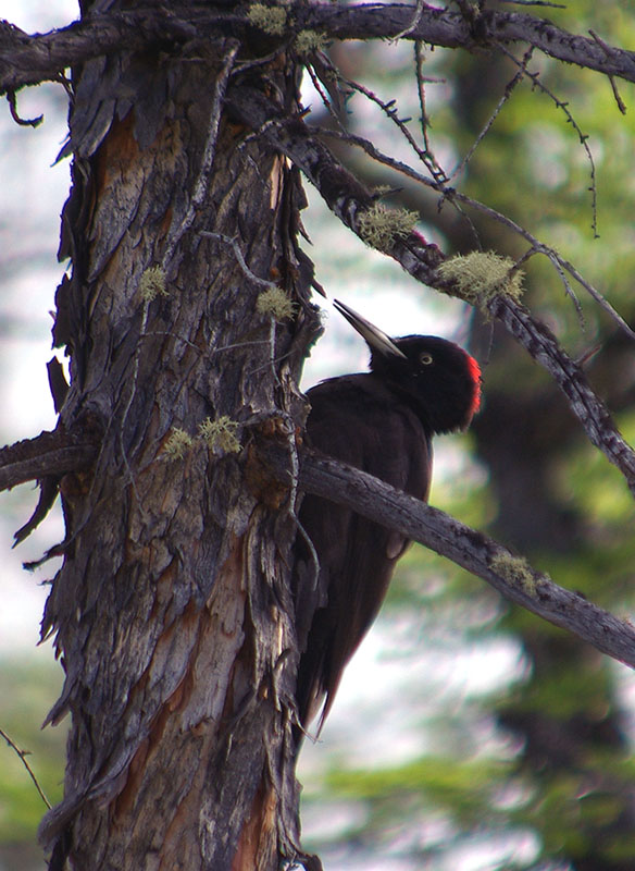 photo "***" tags: nature, wild animals