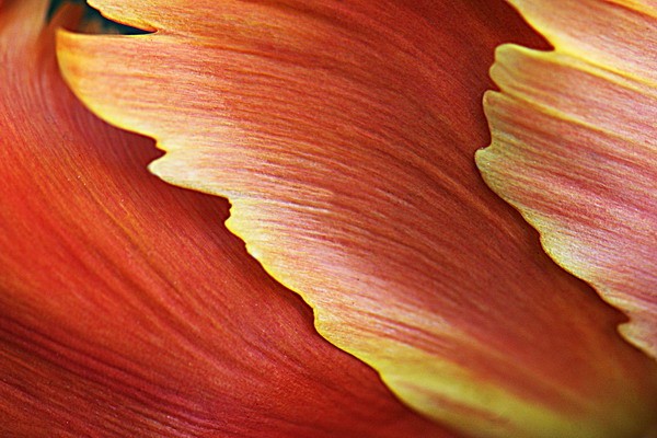 фото "Pastel" метки: природа, цветы