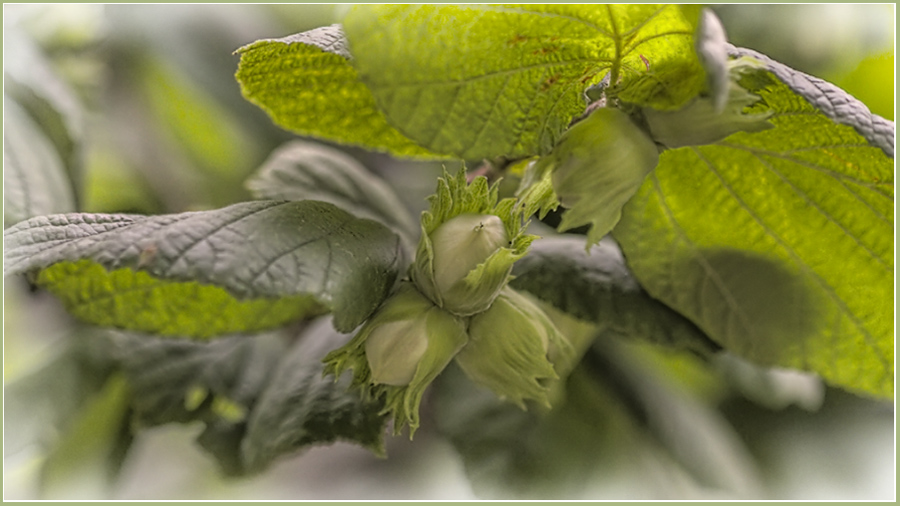 photo "***" tags: nature, macro and close-up, flowers