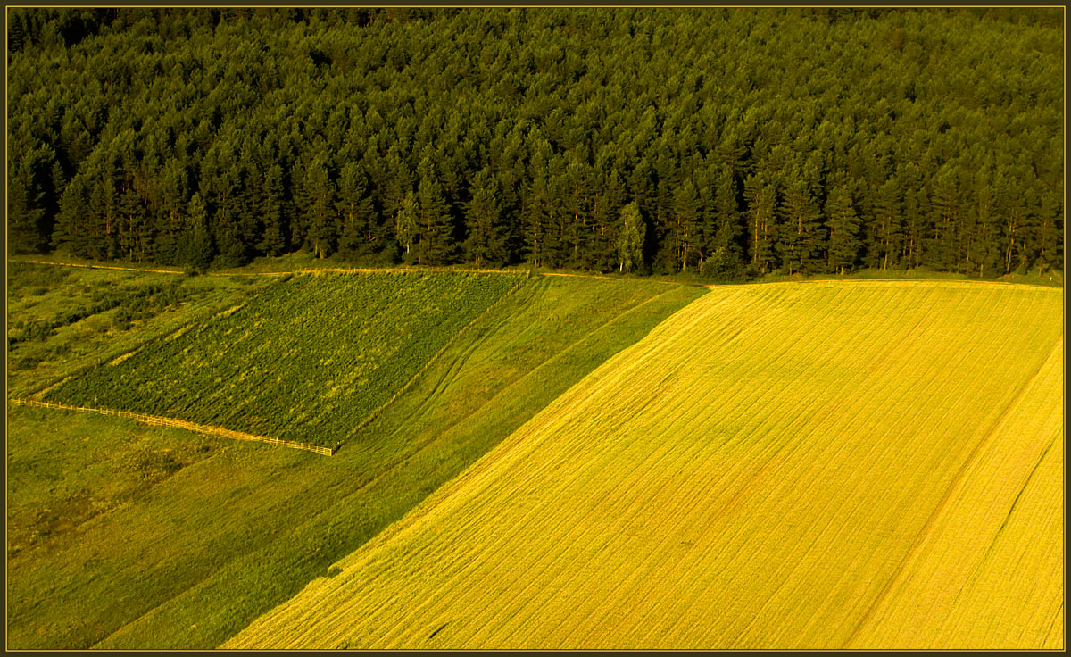 photo "The green geometry" tags: landscape, summer