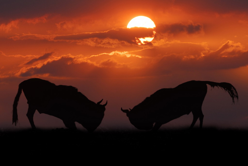 фото "Bull fight" метки: природа, дикие животные