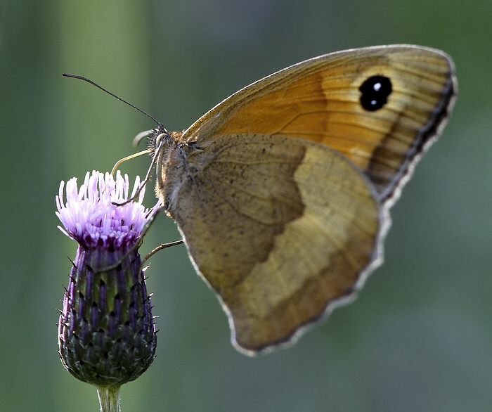 photo "***" tags: nature, insect