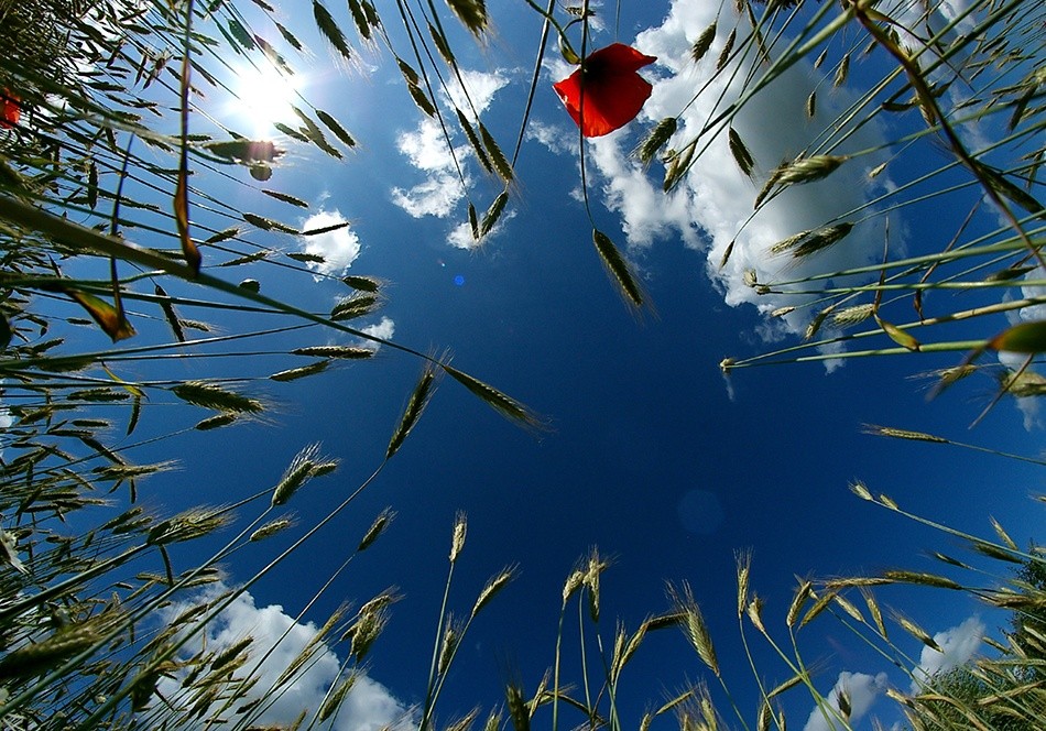 фото "Wheat, clouds and bright blue sky..." метки: природа, пейзаж, лето, цветы