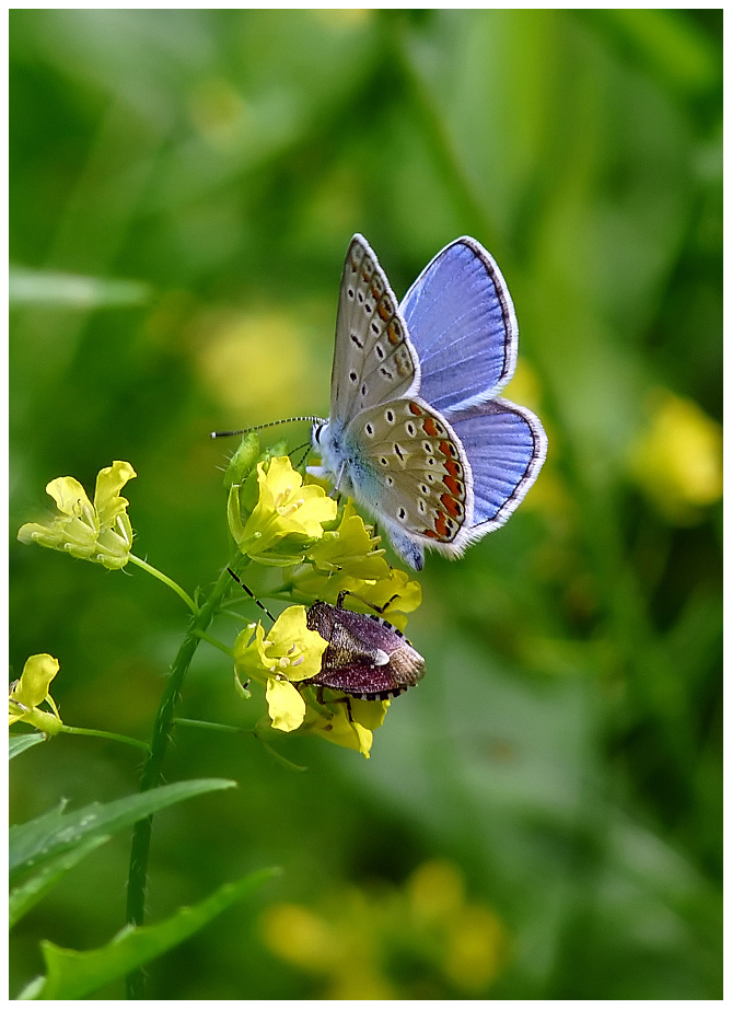 фото "***" метки: природа, насекомое