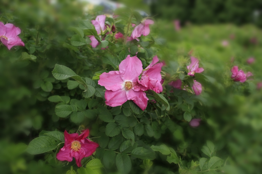 photo "***" tags: nature, flowers