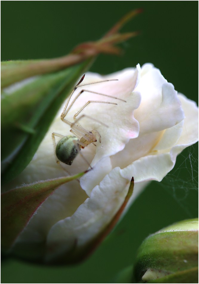 photo "hiding" tags: nature, insect