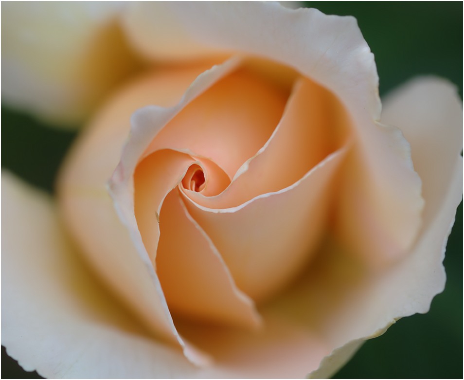 photo "***" tags: nature, insect