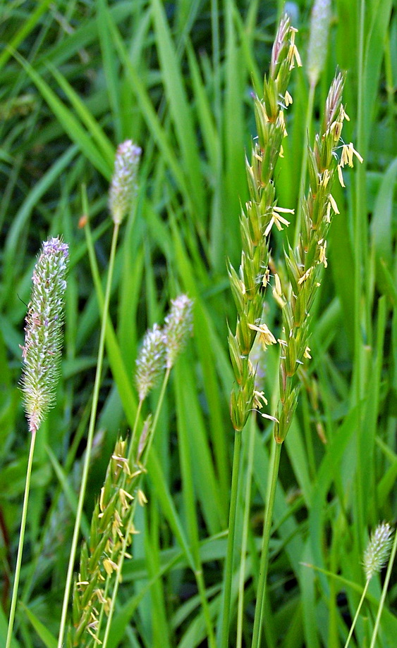 photo "***" tags: nature, flowers