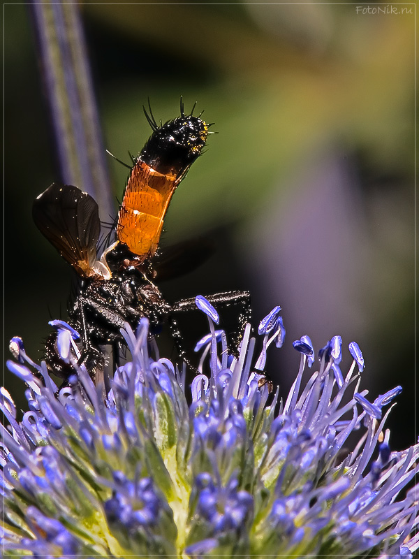 photo "Temptress" tags: nature, misc., insect