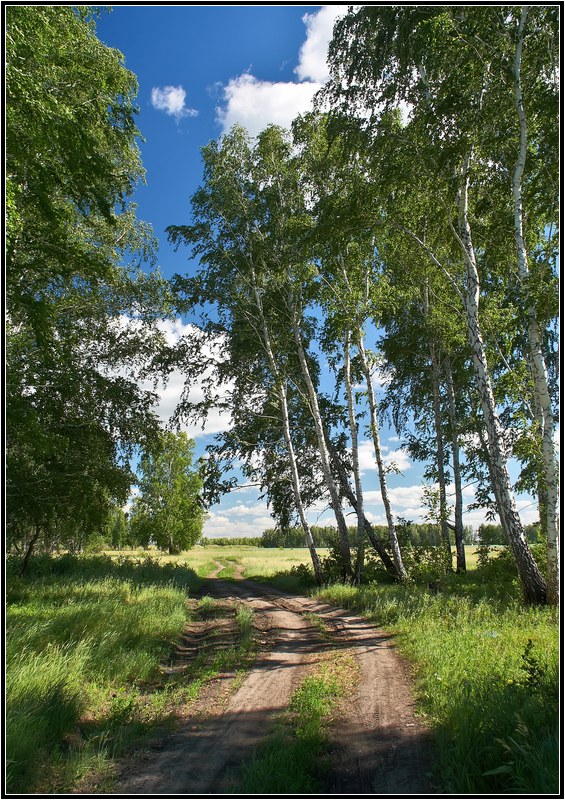 фото "Июльские тени" метки: пейзаж, лес, лето