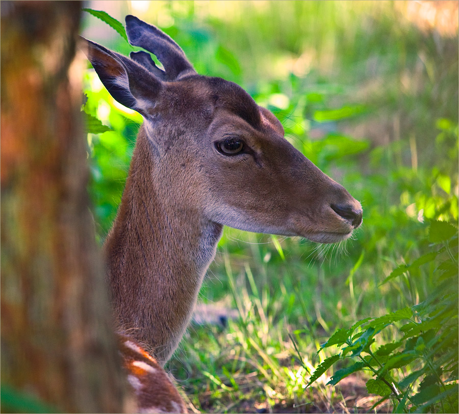 photo "***" tags: nature, wild animals