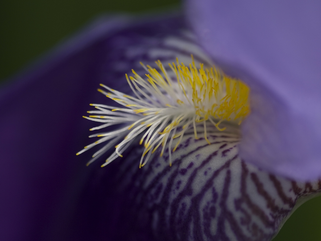 photo "***" tags: nature, macro and close-up, flowers