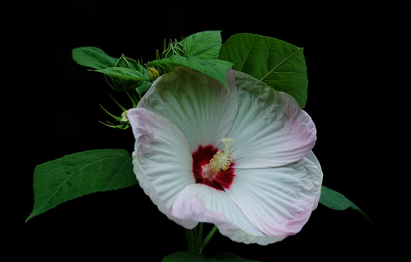 photo "***" tags: nature, travel, Asia, flowers