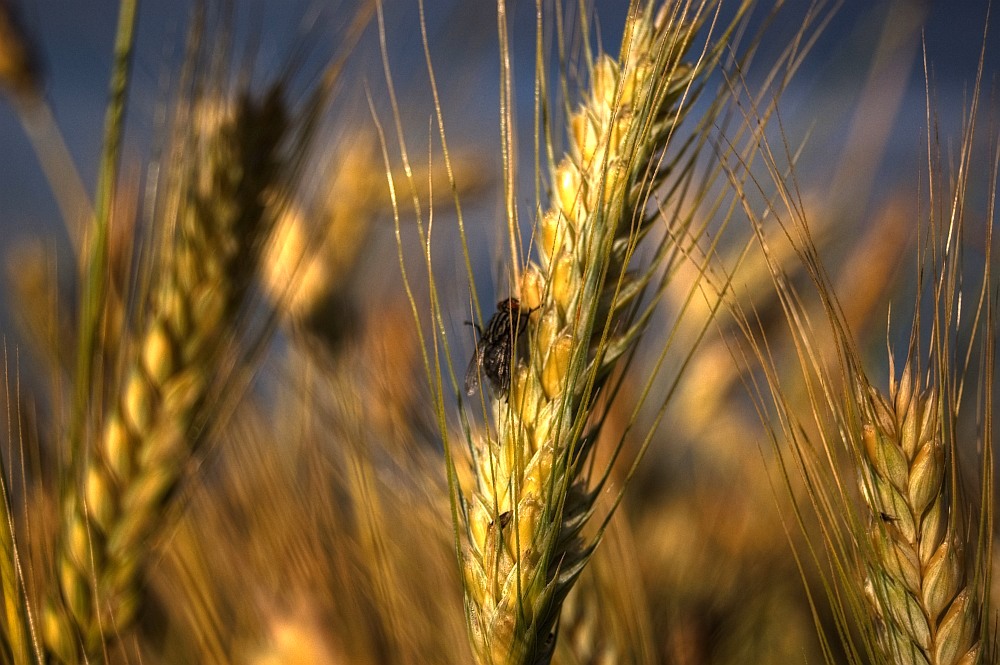 photo "***" tags: landscape, summer