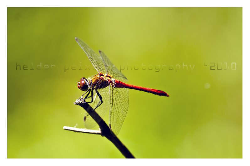 photo "Sympetrum fonscolombii" tags: macro and close-up, nature, insect